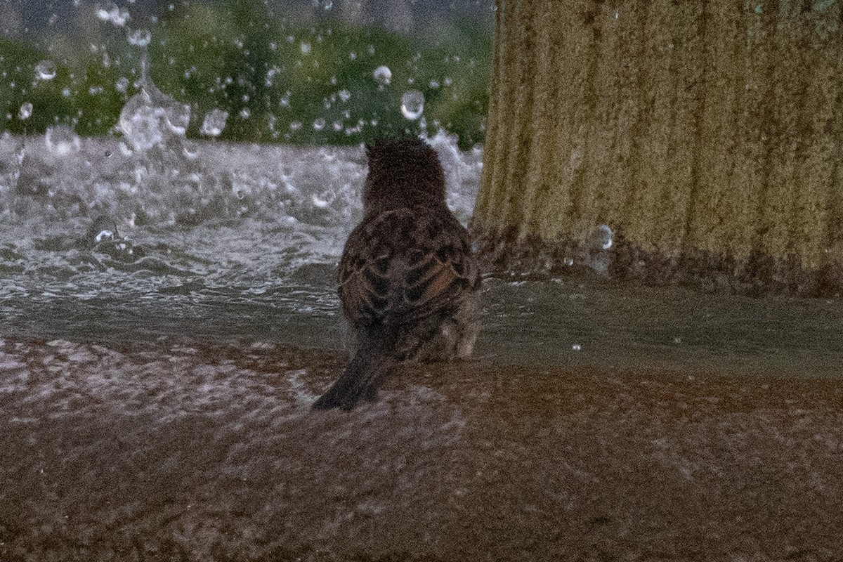 House Sparrow - ML644825270