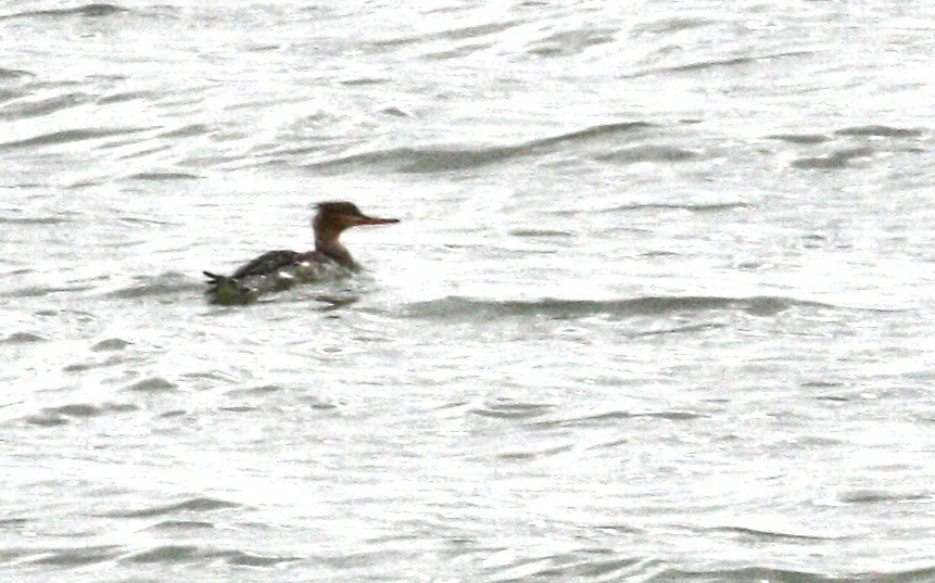 siland - ML644825277