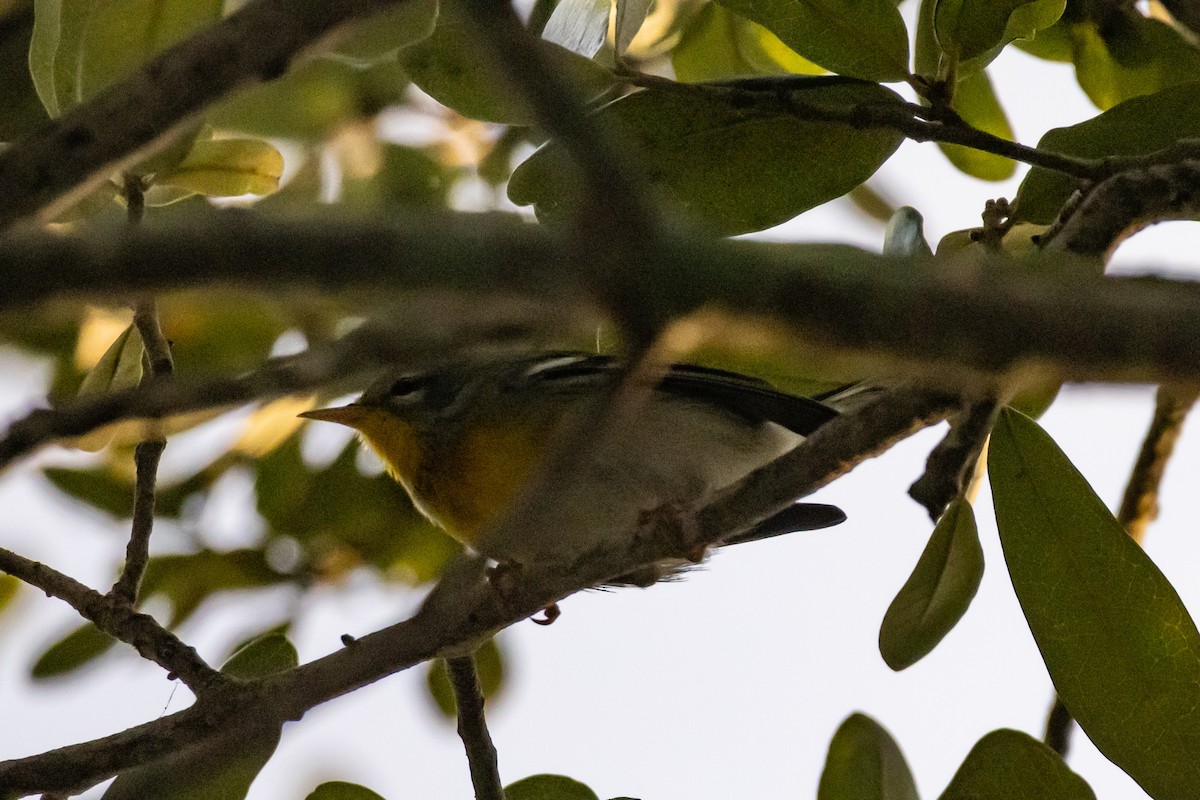 Northern Parula - ML644825279