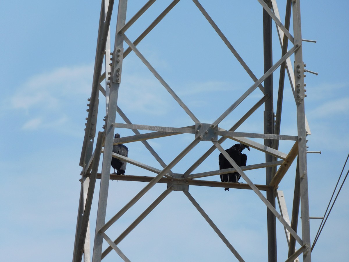 Чёрная катарта - ML644825280