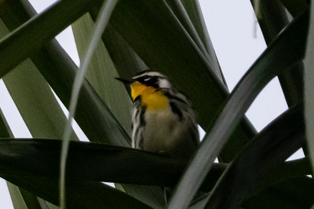 Goldkehl-Waldsänger - ML644825283