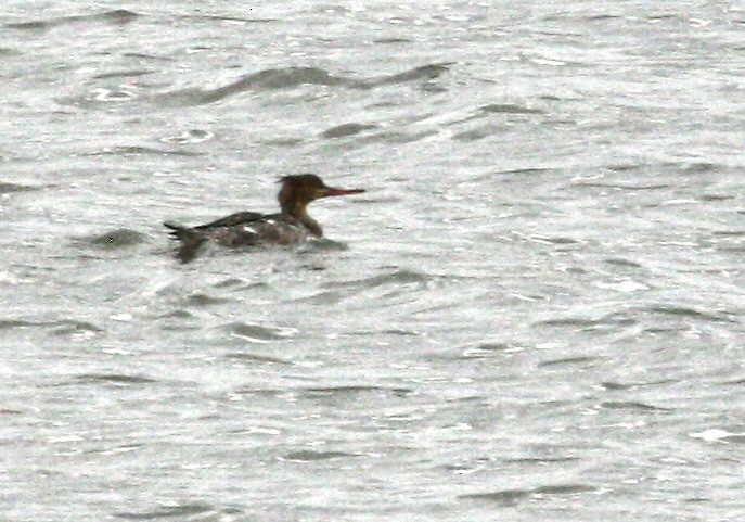 siland - ML644825284