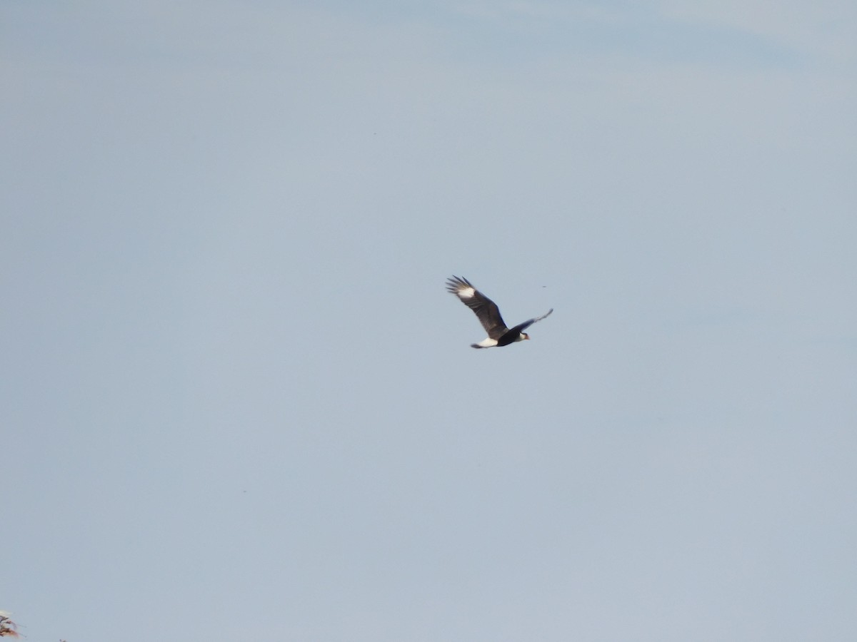 Schopfkarakara (Nordkarakara) - ML644825286