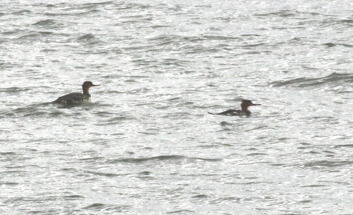 siland - ML644825288