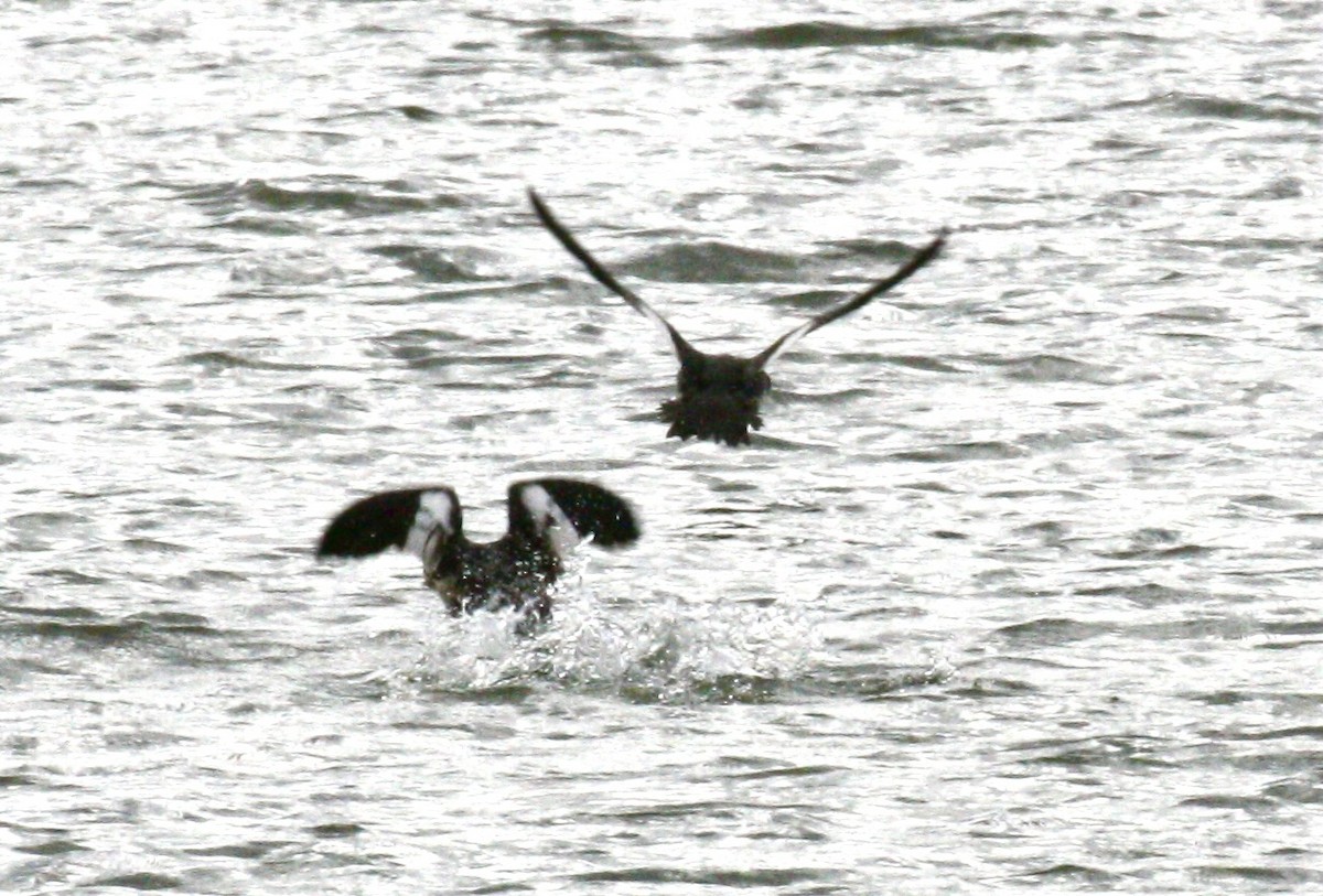 siland - ML644825293