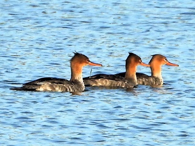 Red-breasted Merganser - ML644825295