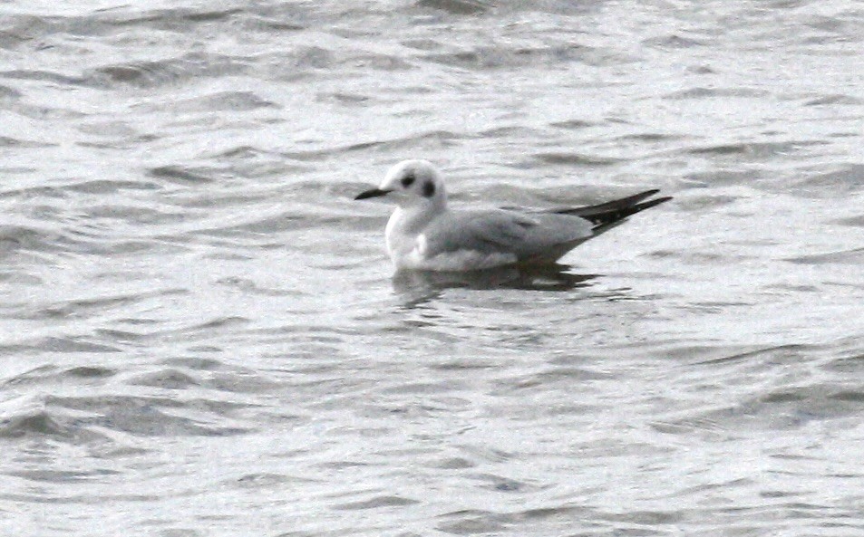 kanadahettemåke - ML644825300