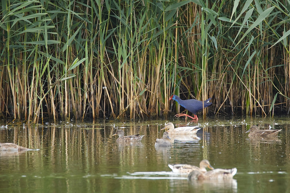 Серая утка - ML644825310