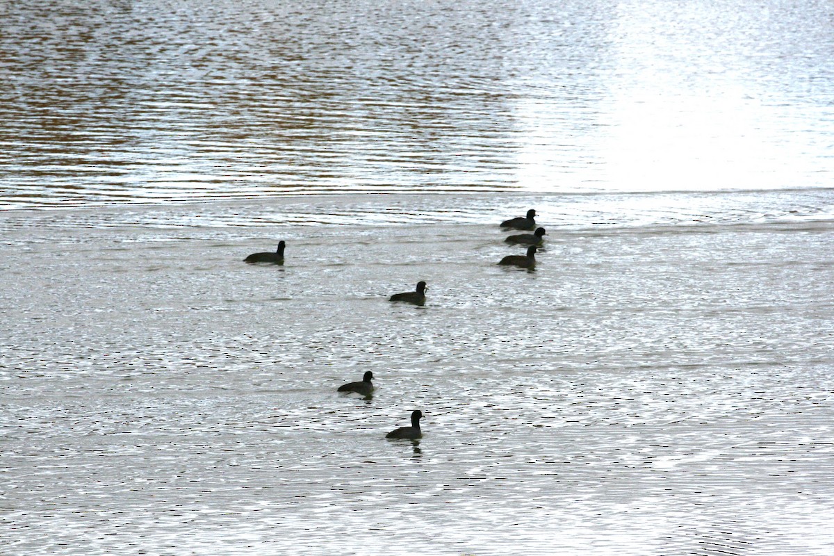 Foulque d'Amérique - ML644825314