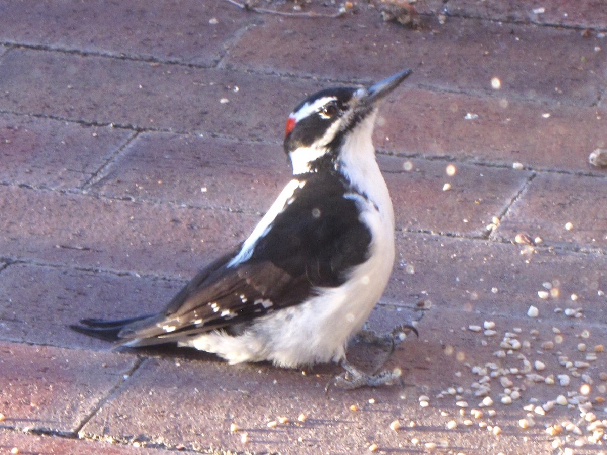 Hairy Woodpecker - ML644825317