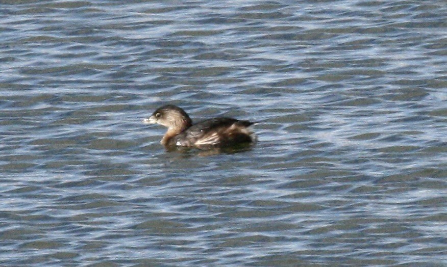 ringnebbdykker - ML644825319