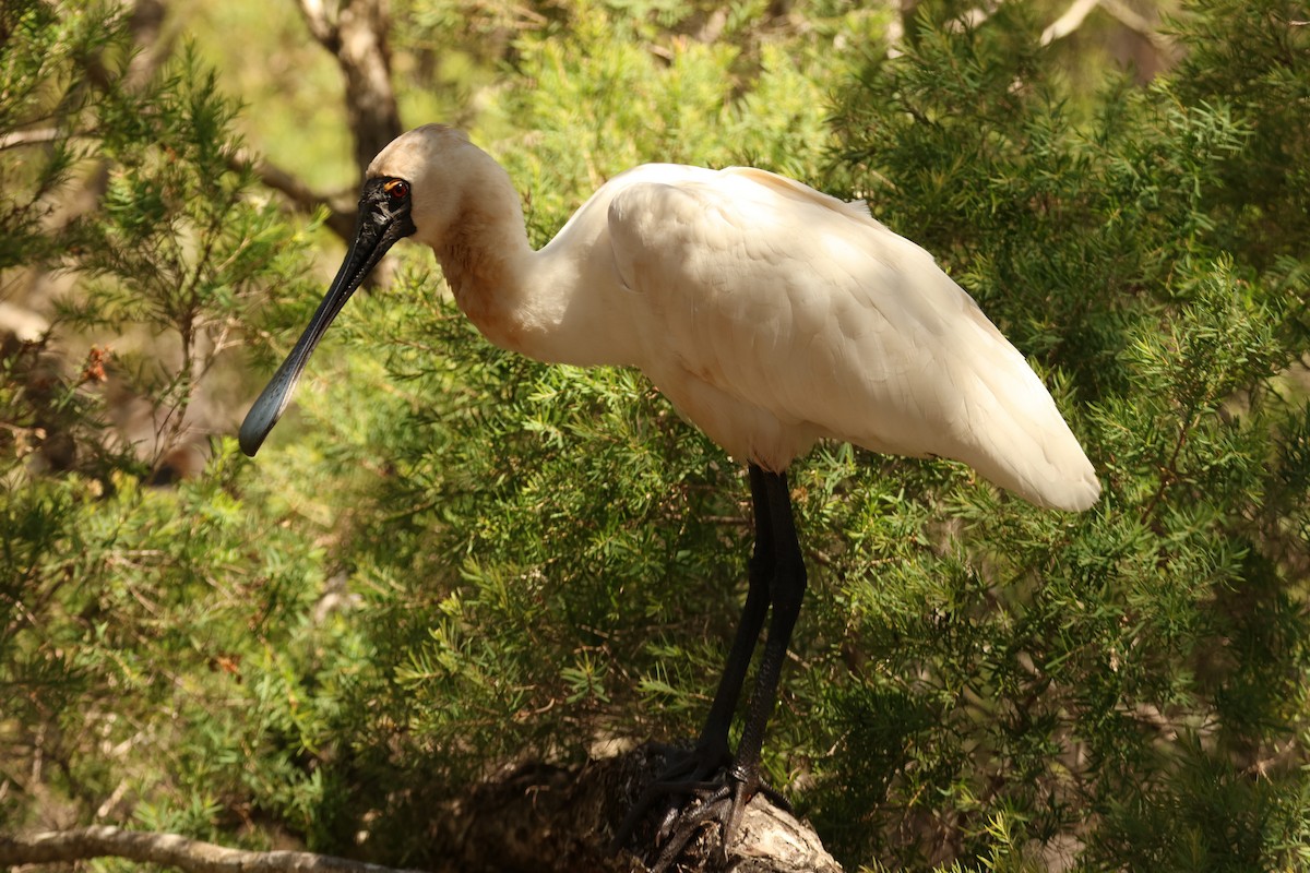 Kara Yüzlü Kaşıkçı - ML644825324