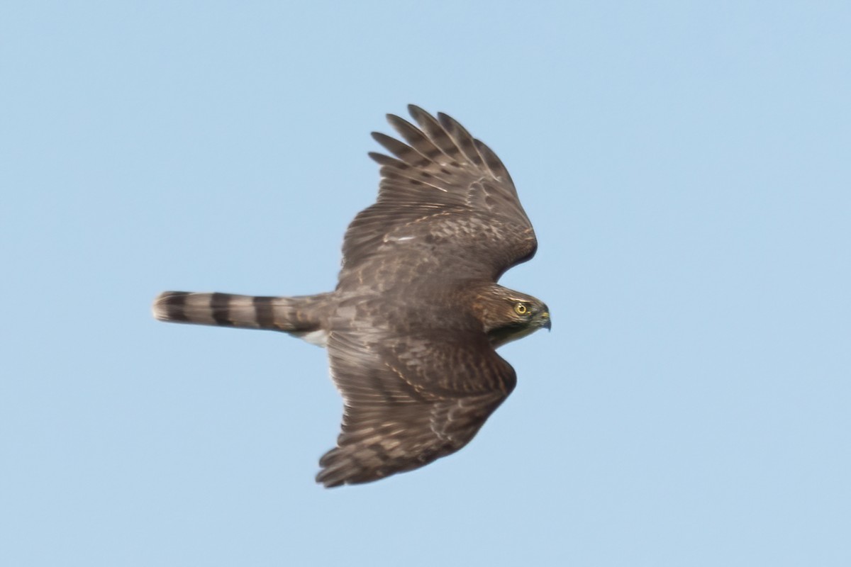 Sharp-shinned Hawk - ML644825329