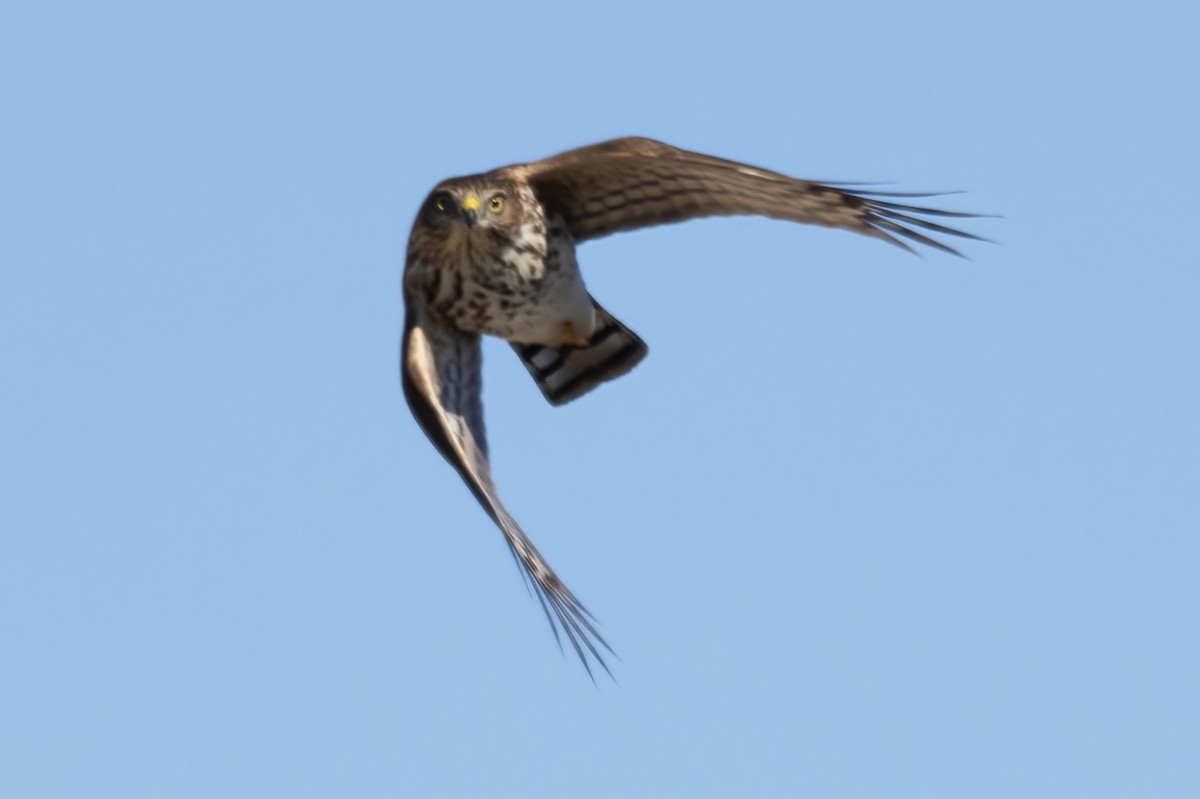 Sharp-shinned Hawk - ML644825330