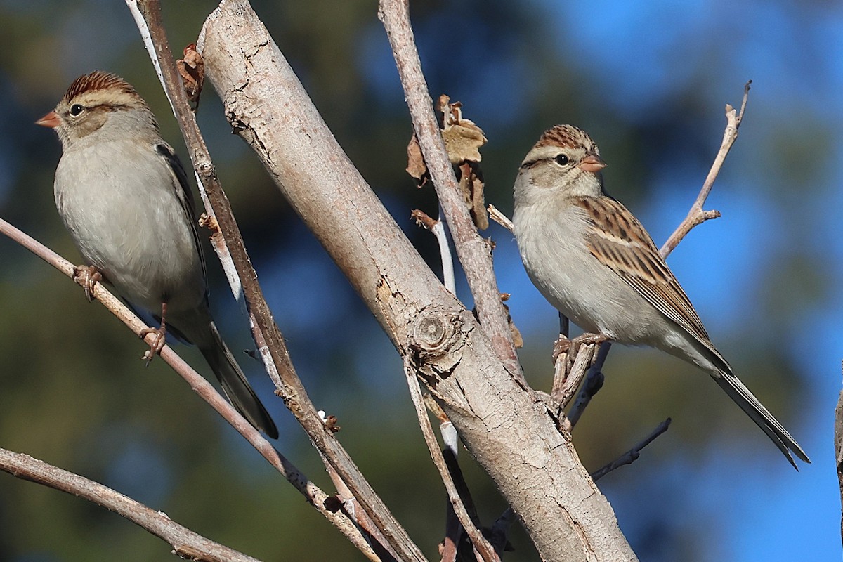 Chipping Sparrow - ML644825333