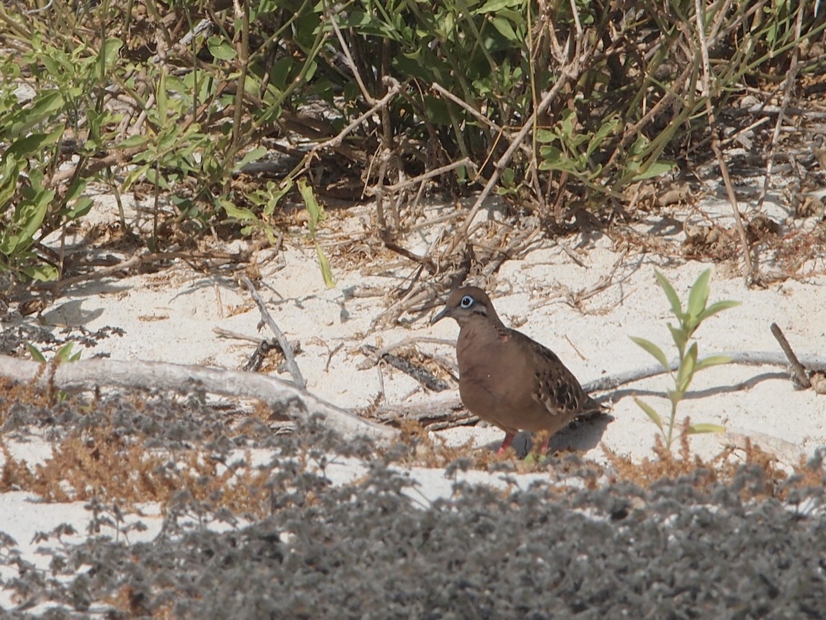 Galapagos Dove - ML644825337