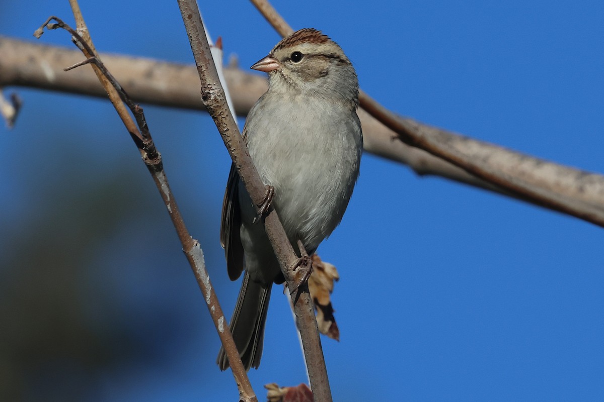 Chipping Sparrow - ML644825338