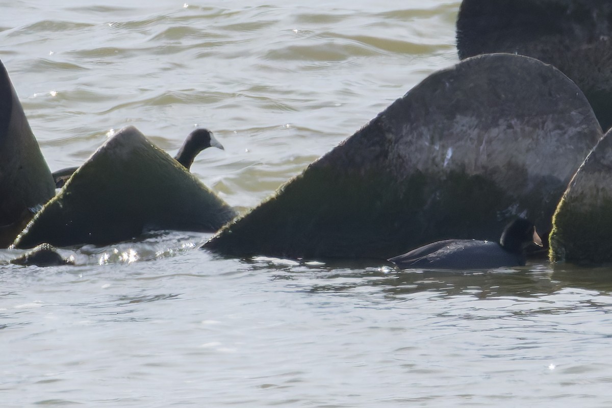 Foulque d'Amérique - ML644825356