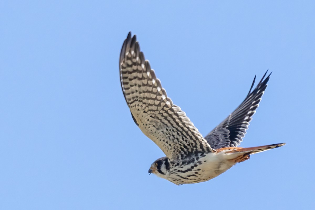 American Kestrel - ML644825358