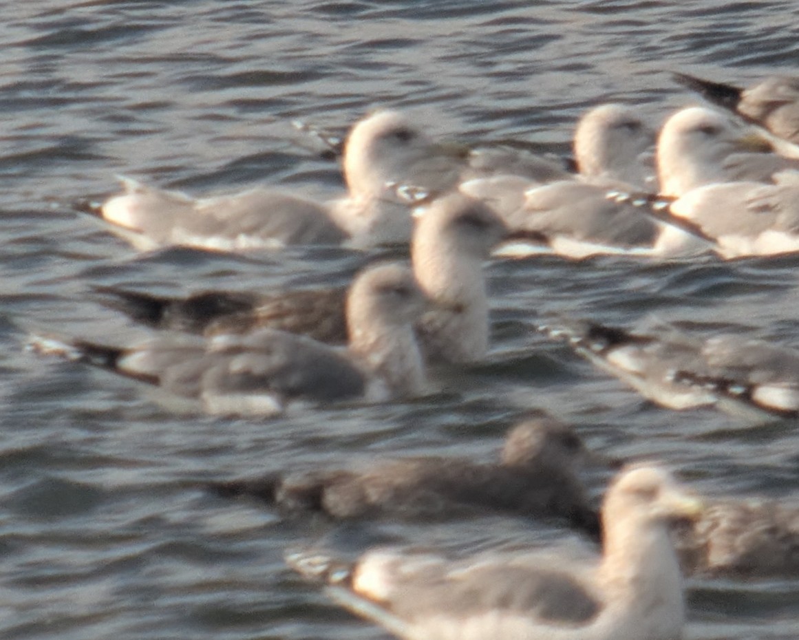 Lesser Black-backed Gull - ML644825365