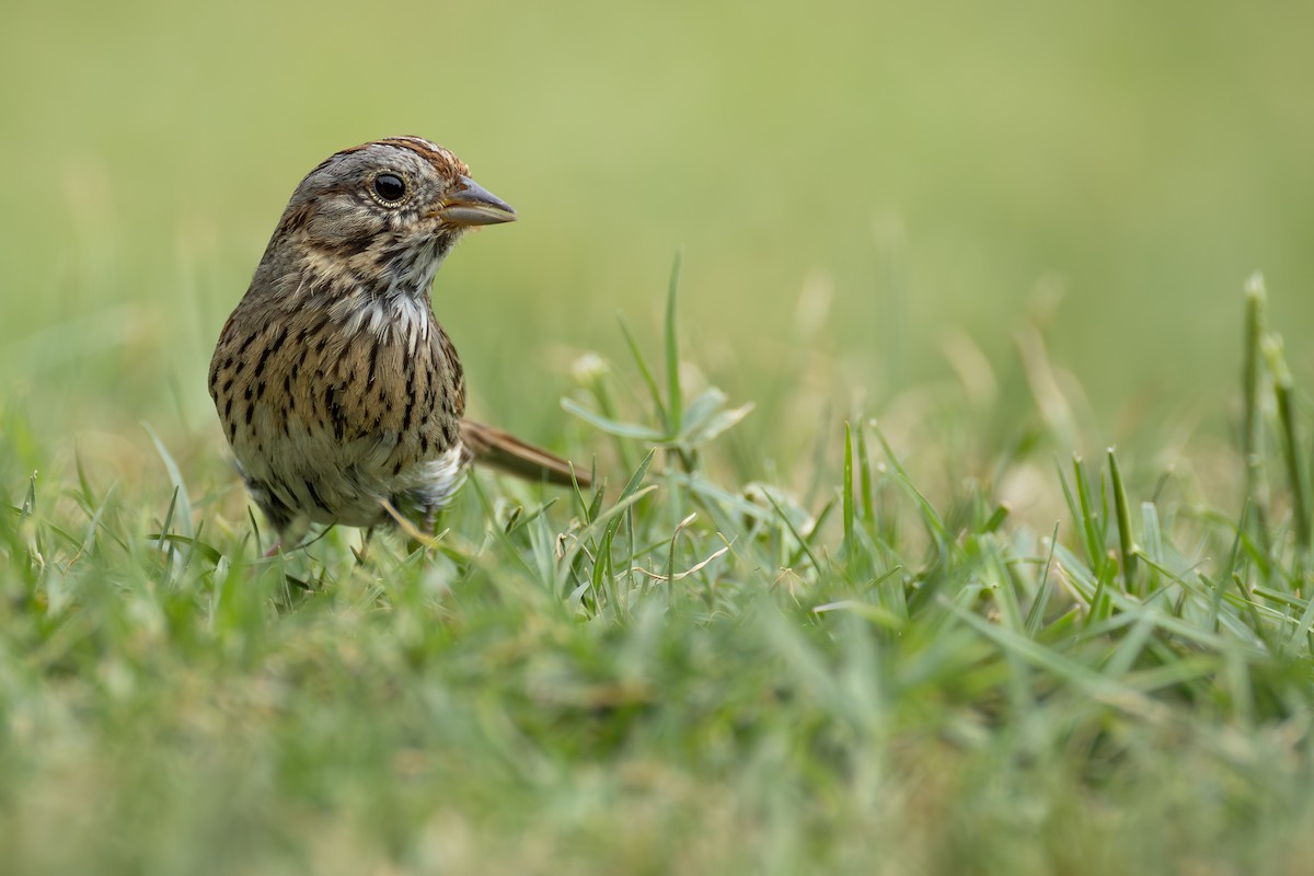Lincoln's Sparrow - ML644825367