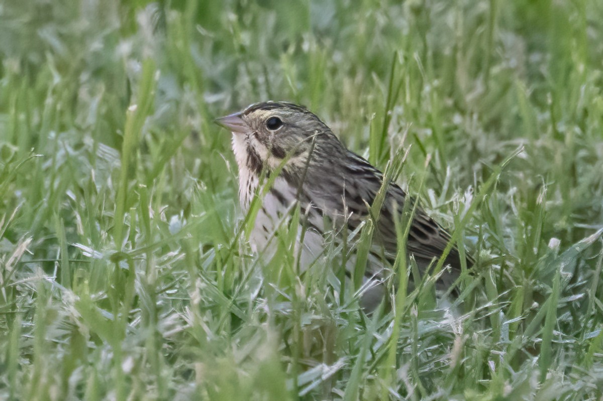 Savannah Sparrow - ML644825368