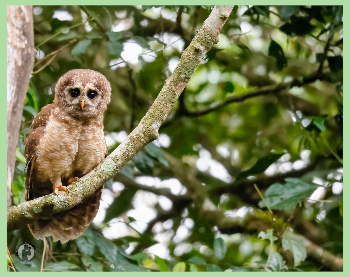 African Wood-Owl - ML644825374