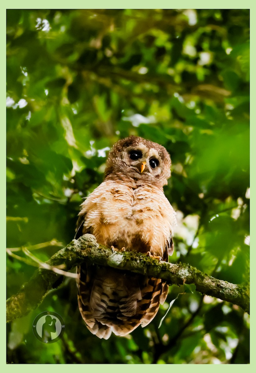 African Wood-Owl - ML644825375