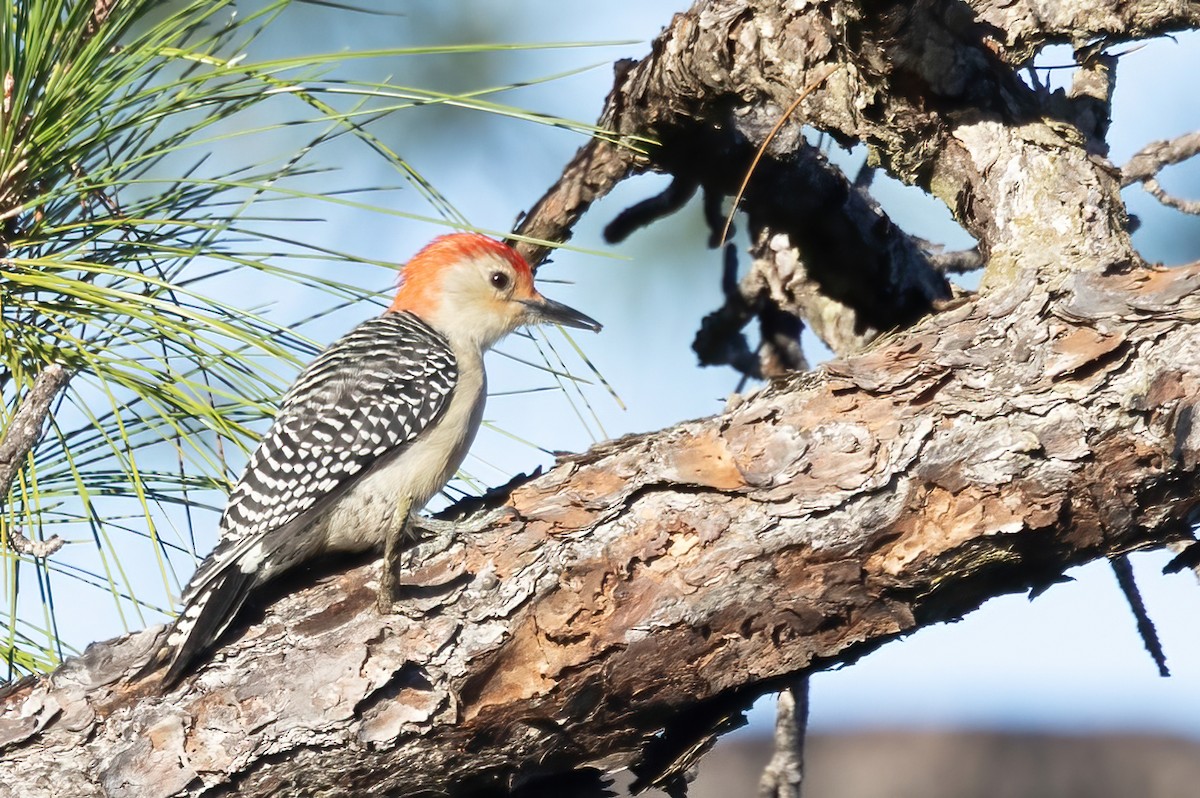 Carolinaspecht - ML644825376