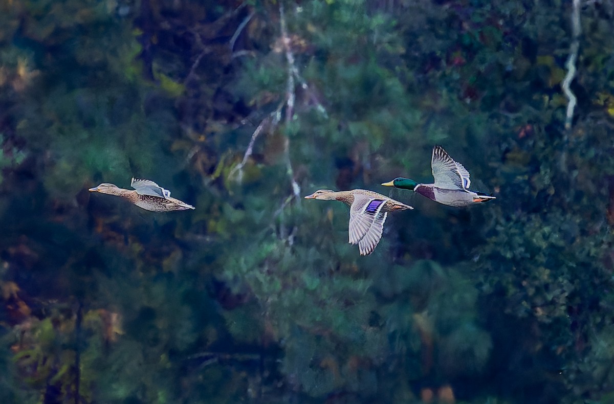 綠頭鴨 - ML644825386