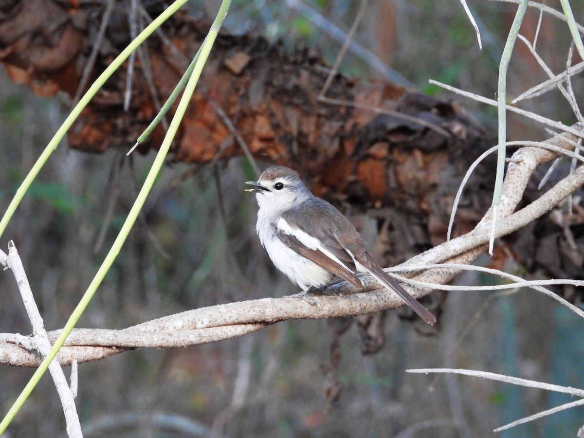 Мадагаскарский шама - ML644825387