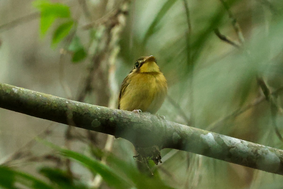 White-throated Spadebill (Eastern) - ML644825393