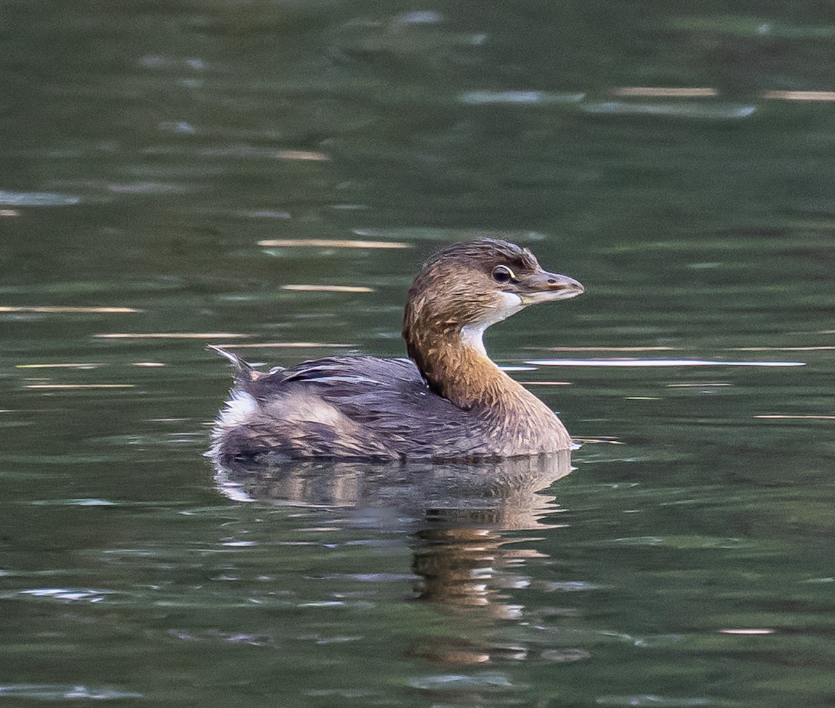 Pied-billed Grebe - ML644825398