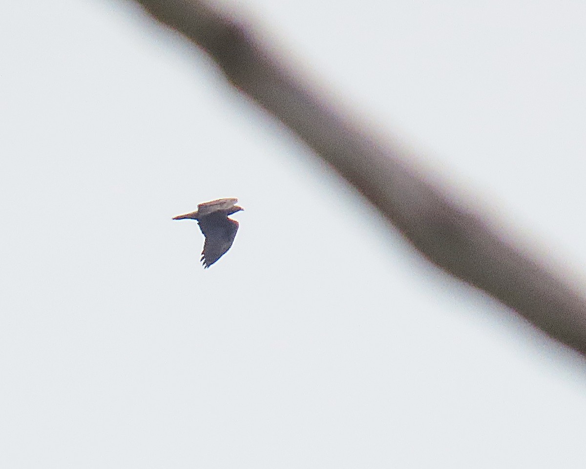 Golden Eagle - ML644825404