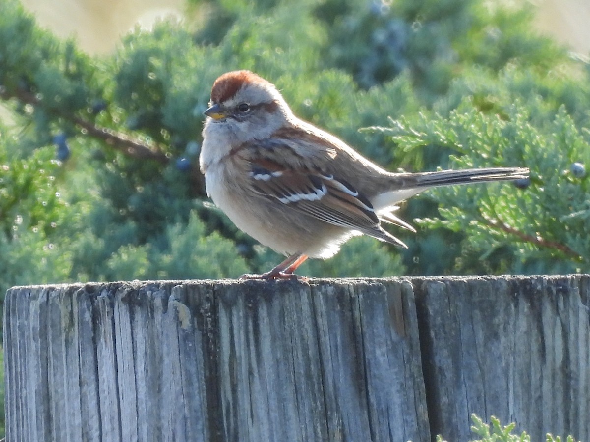 American Tree Sparrow - ML644825406
