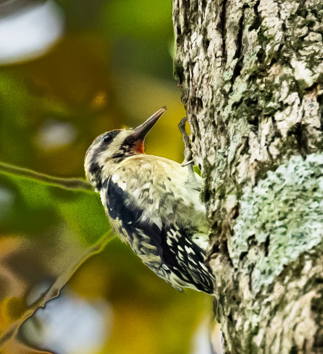 Sarı Karınlı Ağaçkakan - ML644825407