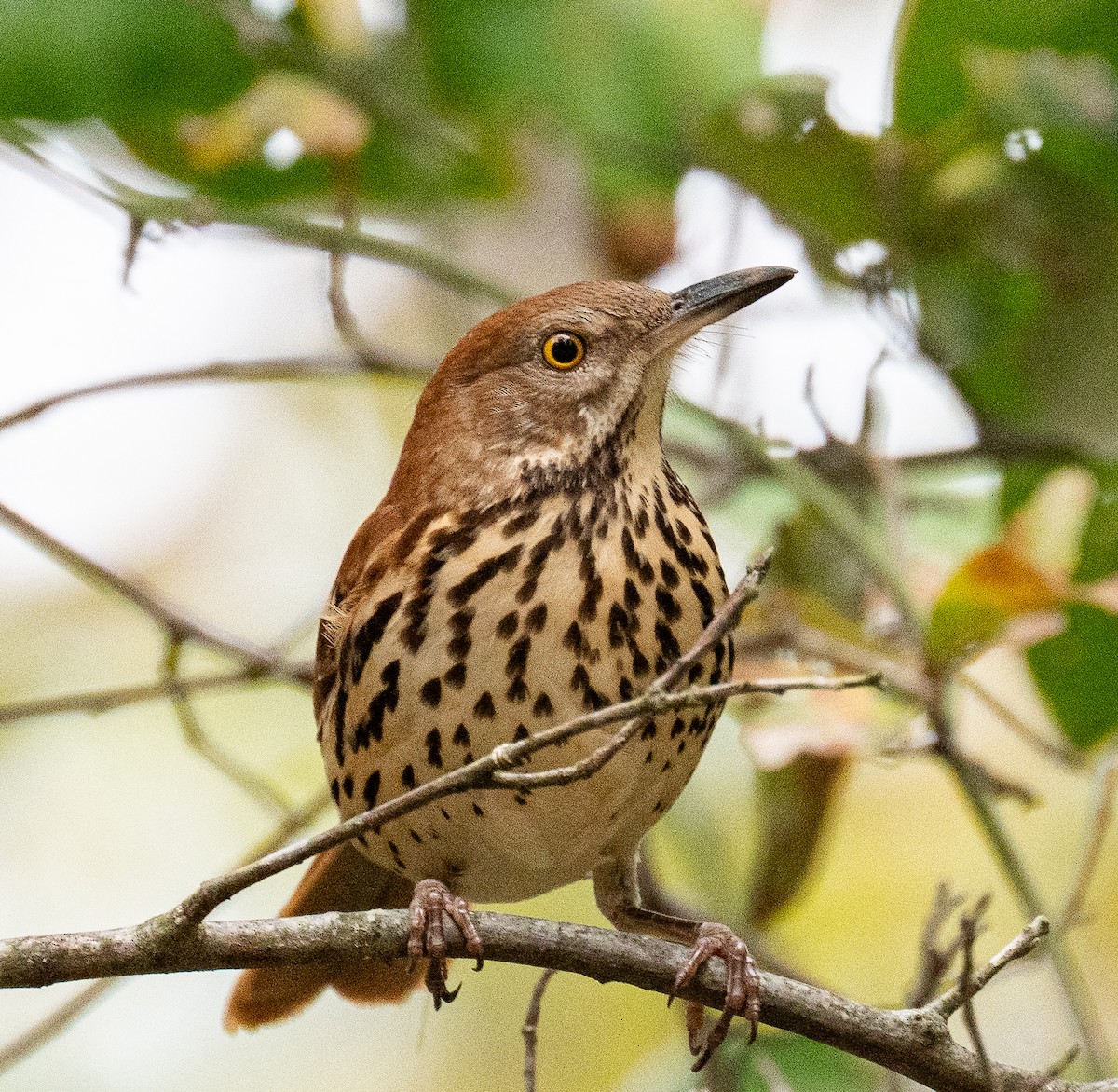 Brown Thrasher - ML644825421