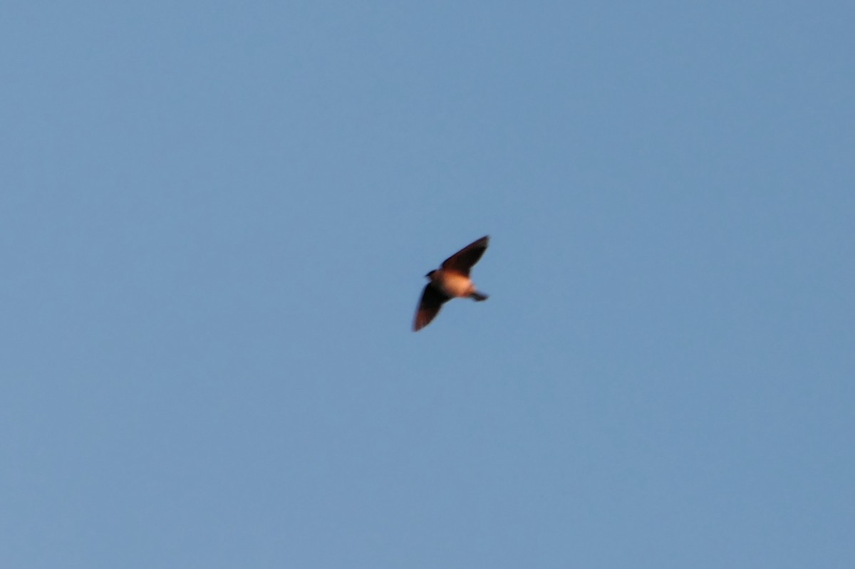 Cave Swallow (Texas) - ML644825428