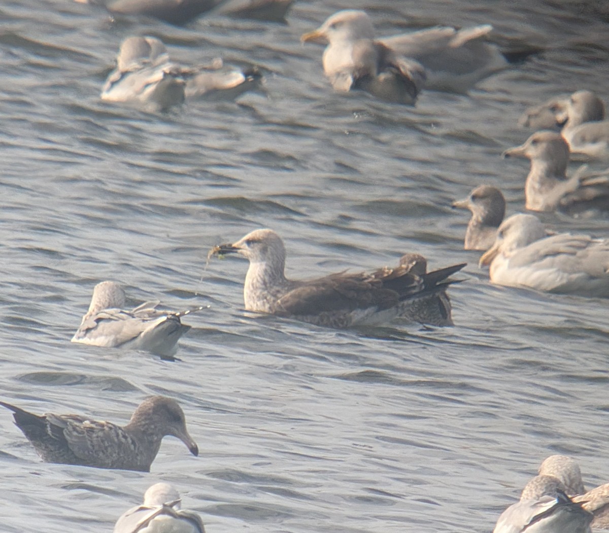 Lesser Black-backed Gull - ML644825440