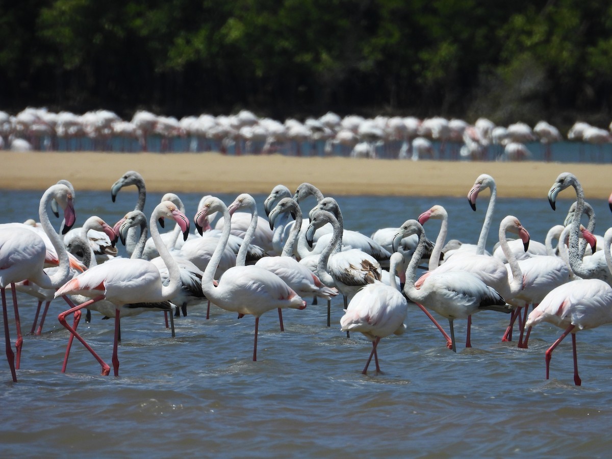 Greater Flamingo - ML644825443