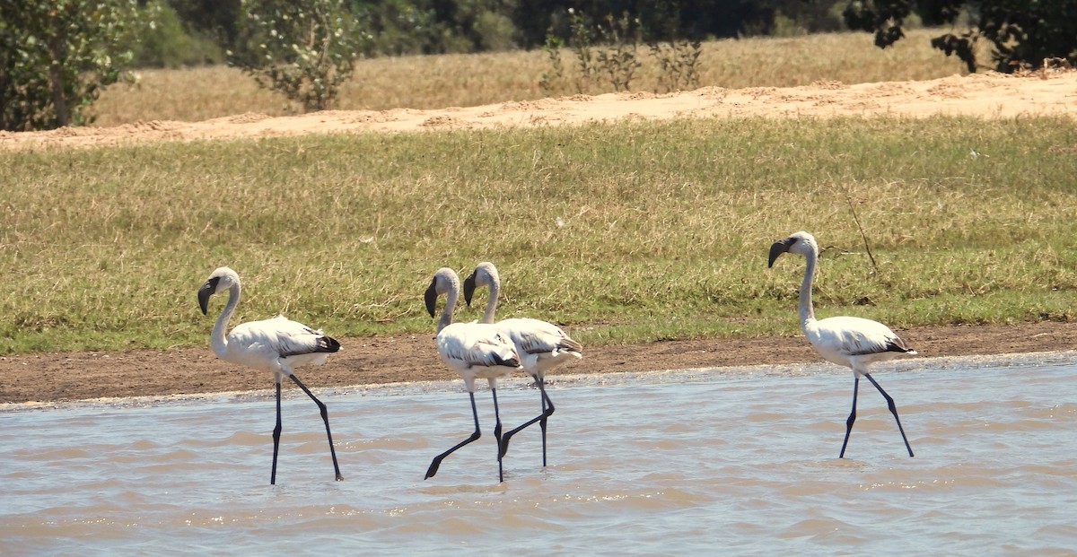 Zwergflamingo - ML644825447