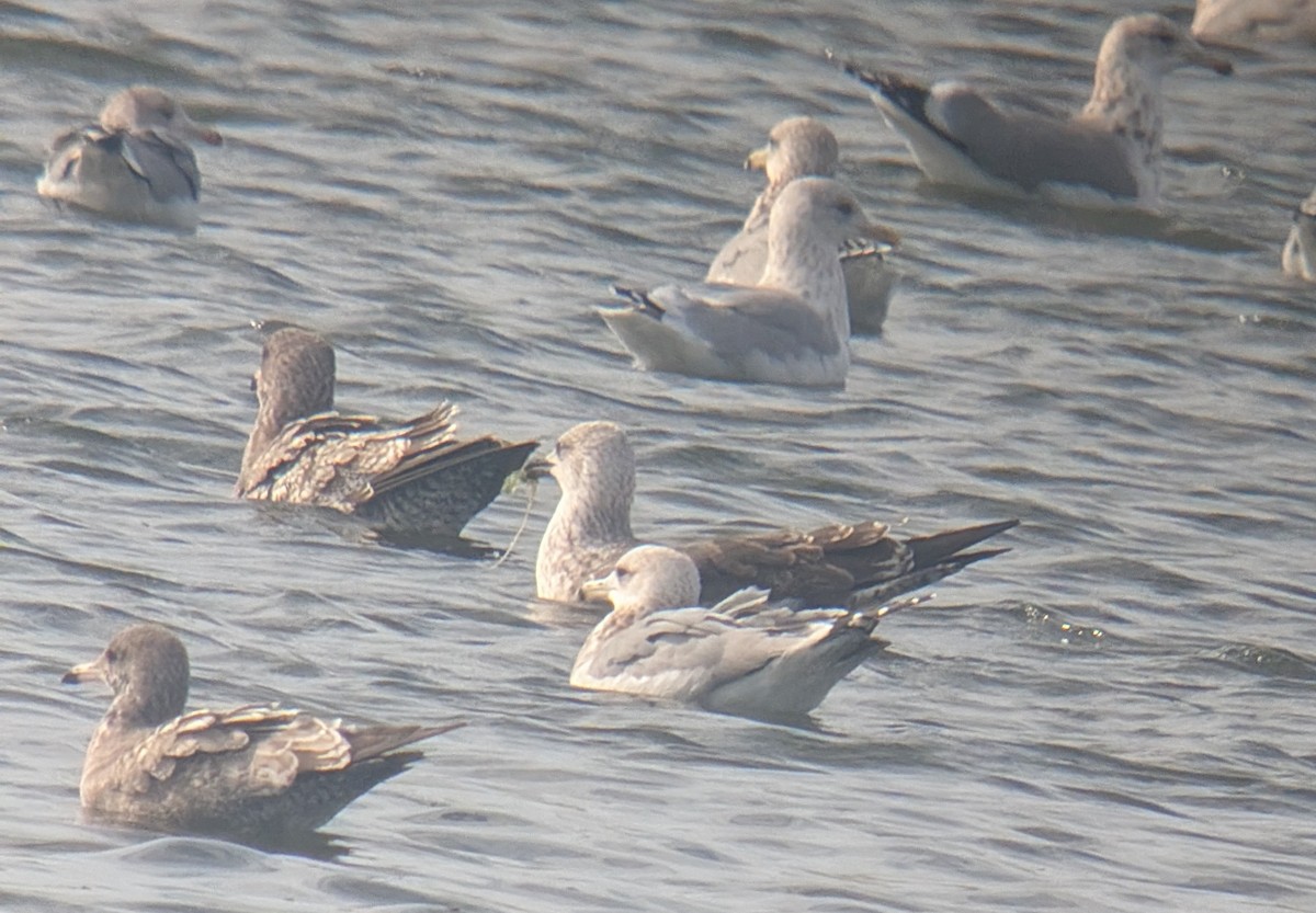 Lesser Black-backed Gull - ML644825449