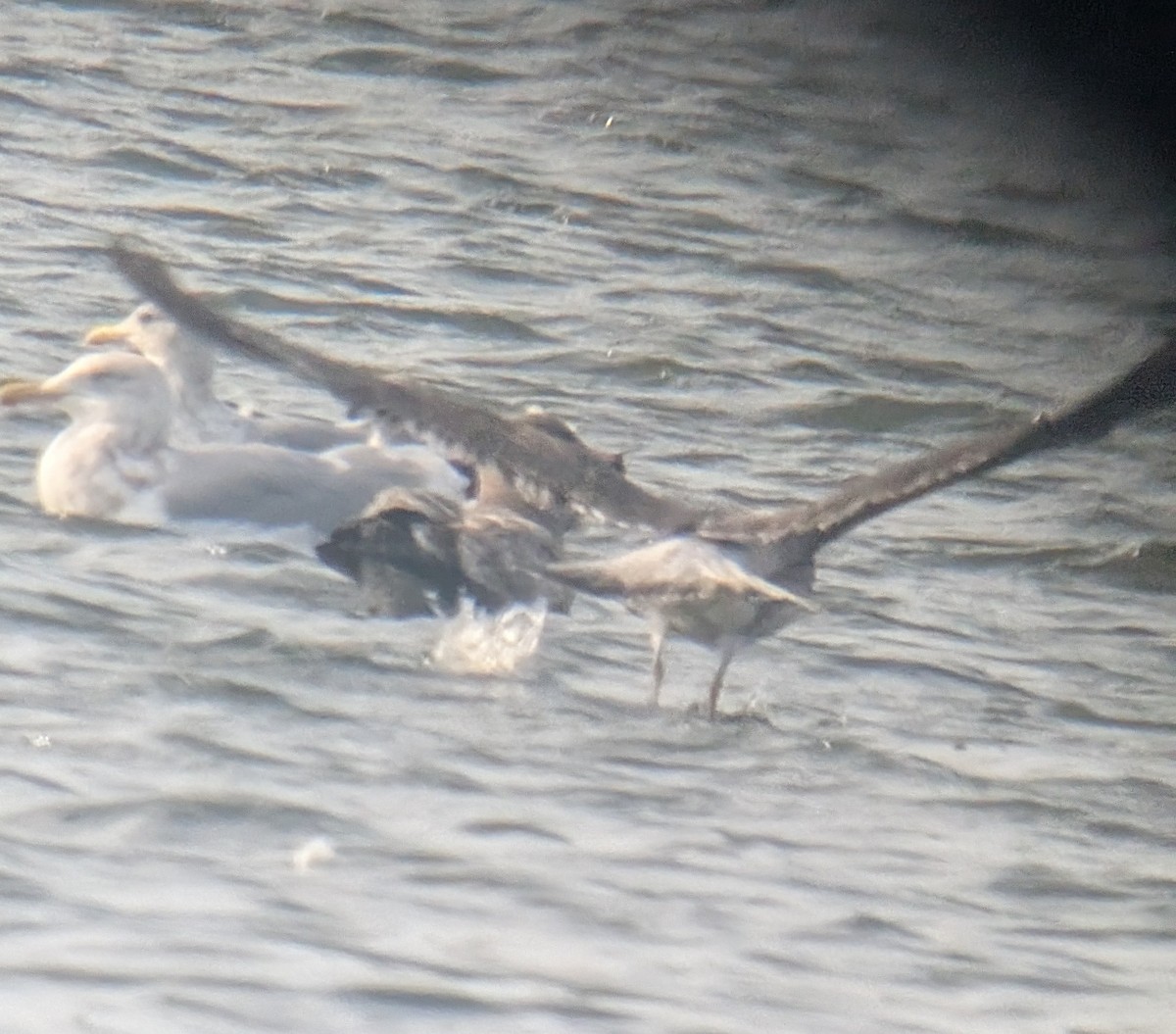 Lesser Black-backed Gull - ML644825450