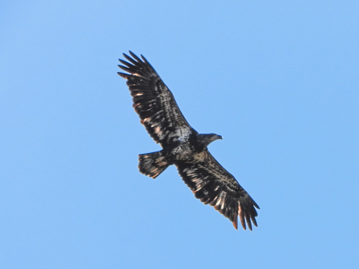 ハクトウワシ - ML644825463