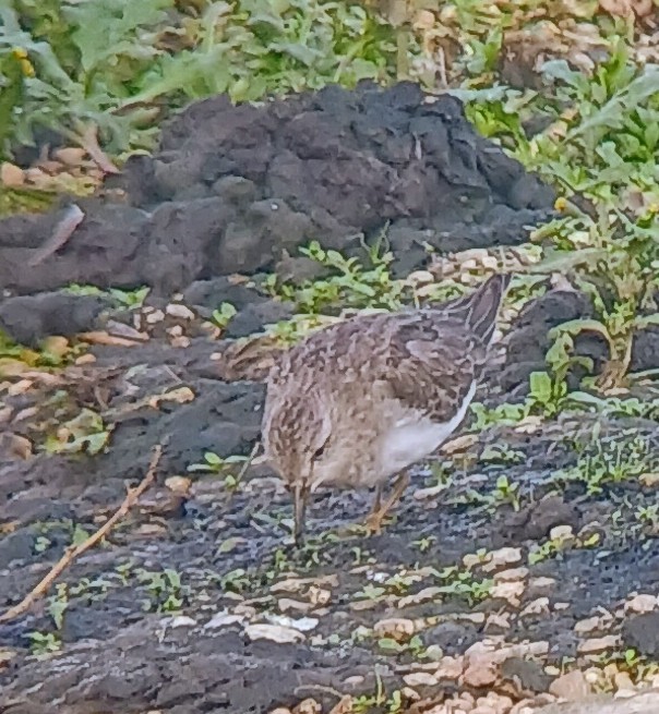 Temminck's Stint - ML644825470