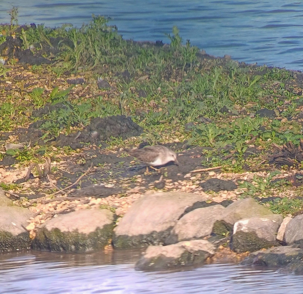 Temminck's Stint - ML644825491