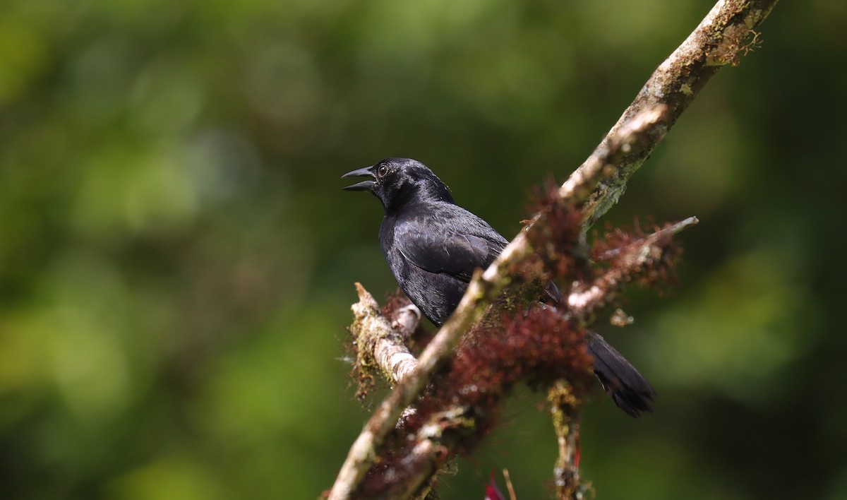 Melodious Blackbird - ML644825505