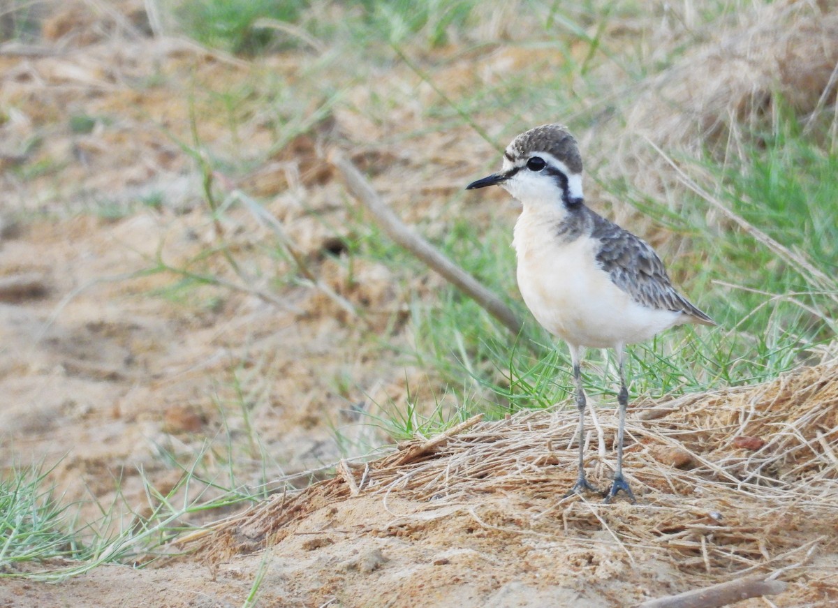 Kittlitz's Plover - ML644825511