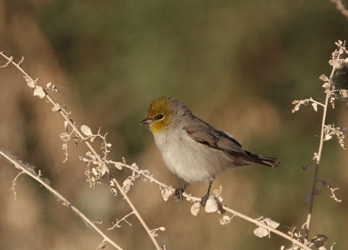 Verdin - ML644825514