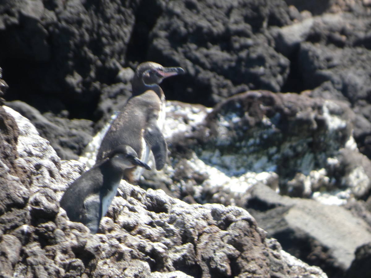 ガラパゴスペンギン - ML644825538